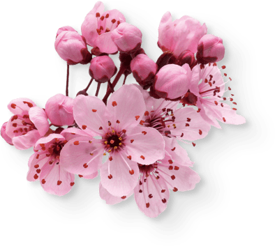 left-side-sakura