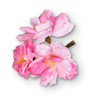right-side-sakura-small